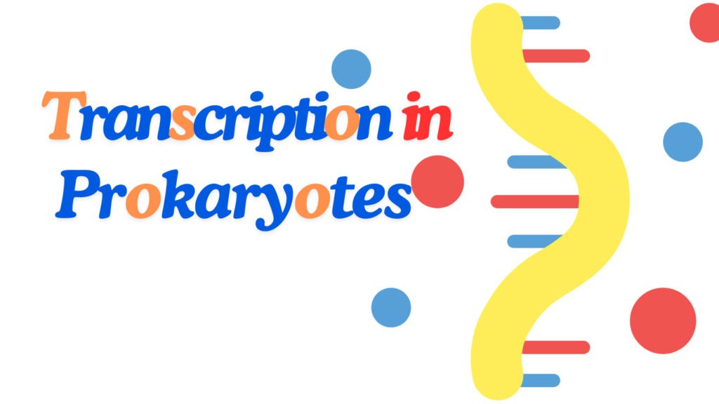 Transcription in prokaryotes