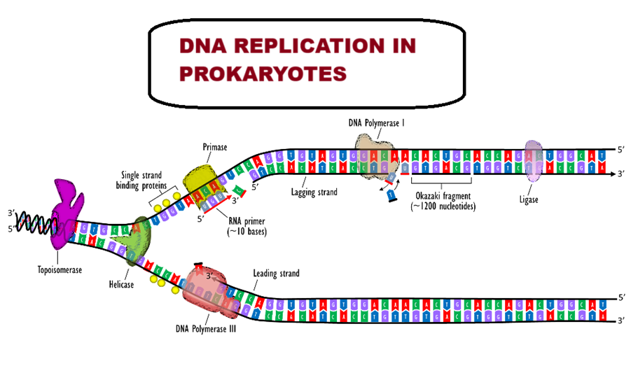 dna replication in prokaryotes