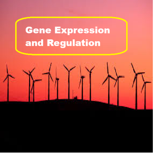 gene expression