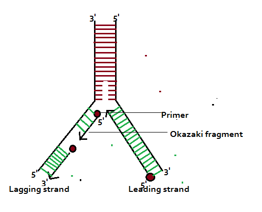 dna ligase and okazaki fragments