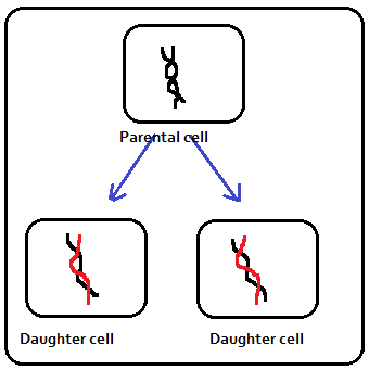 Semiconservative Model Of Dna Replication Competitors Point