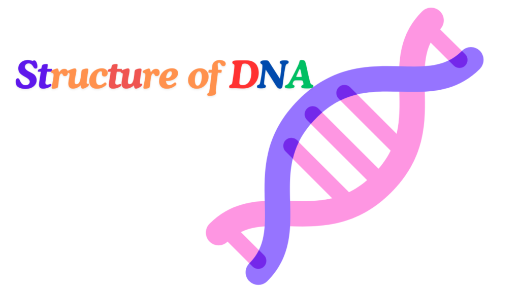 structure of dna