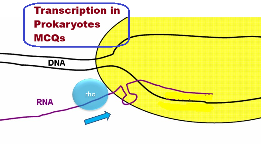 transcription in prokaryotes