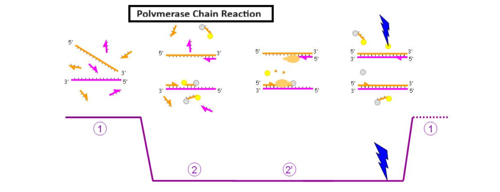 polymerase chain reaction