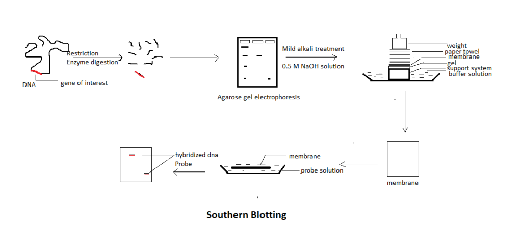 application of southern blotting