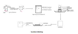application of southern blotting