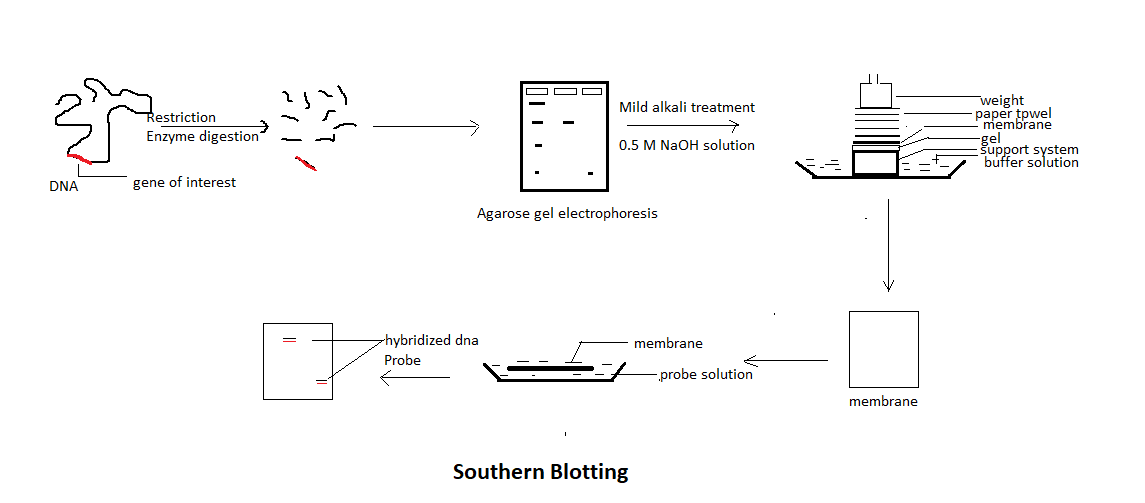 southern blotting technique