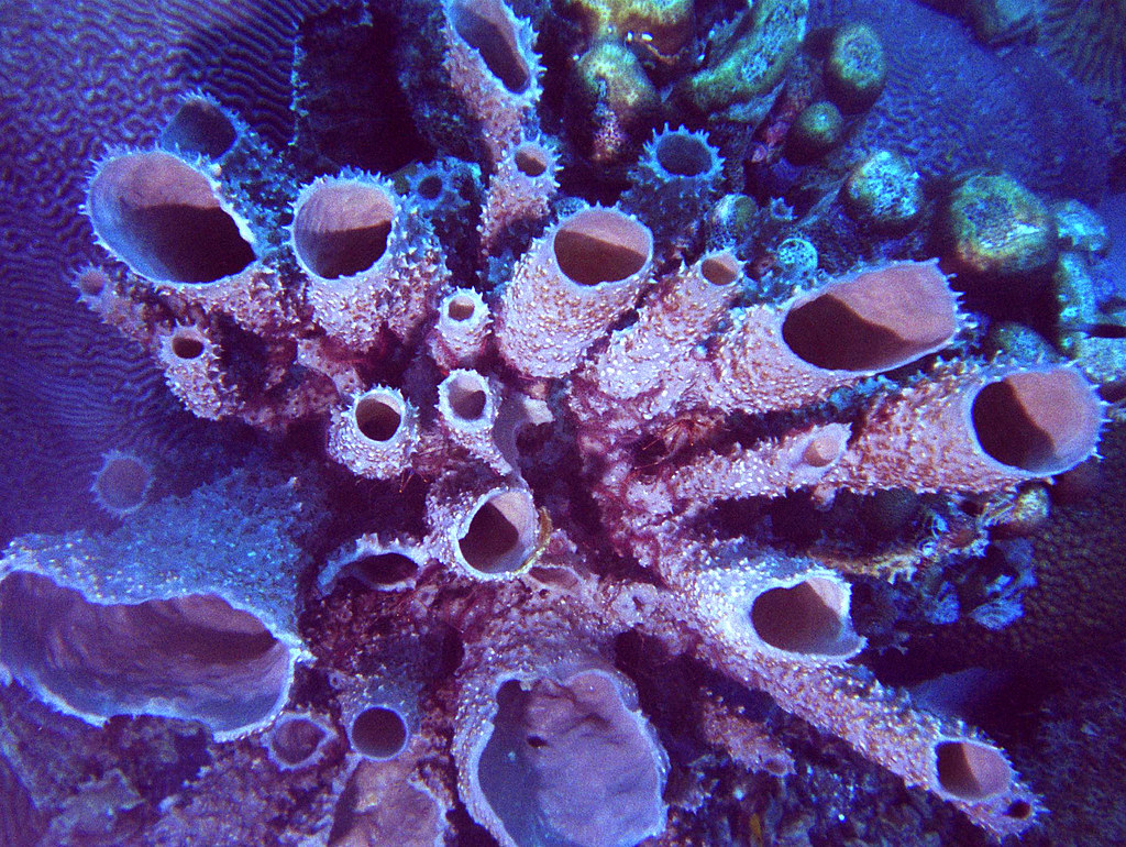 phylum porifera