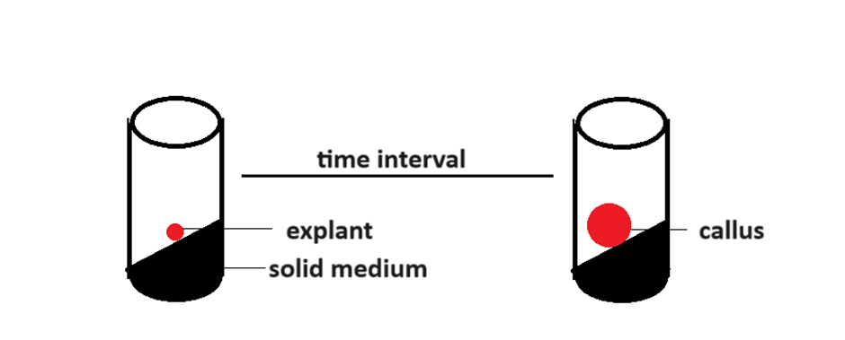 callus culture