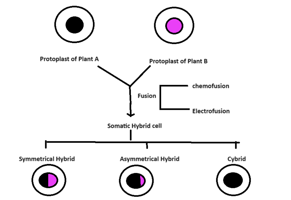 protoplast culture