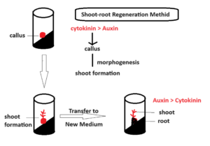 shoot-root regeneration method