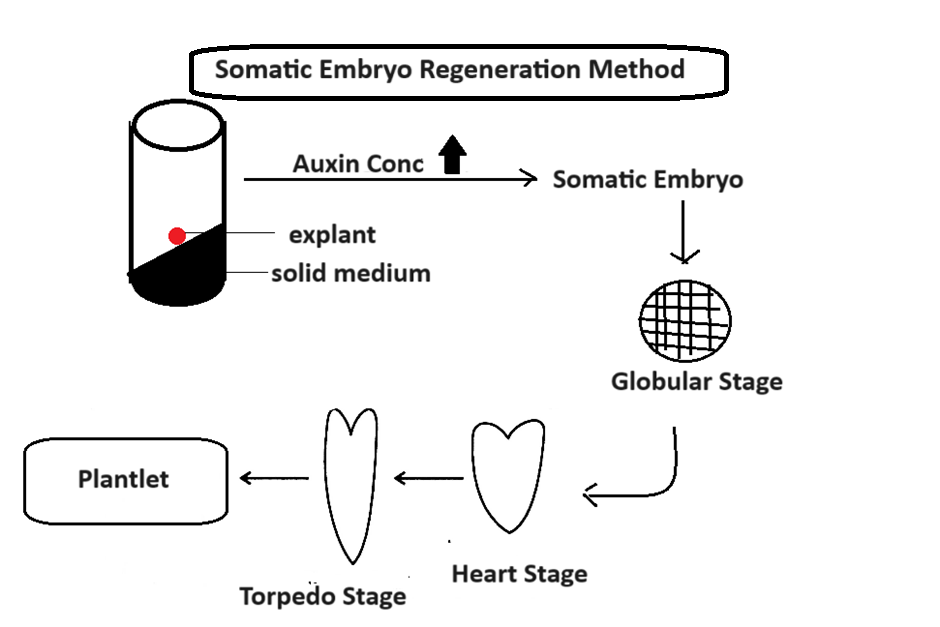 somatic-embryo regeneration method