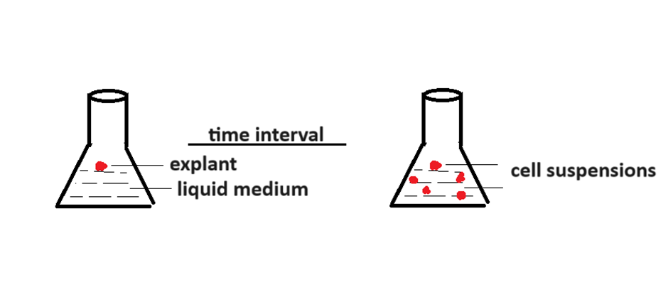 plant tissue culture