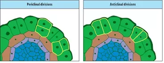 periclinal and anticlinal