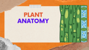 plant anatomy