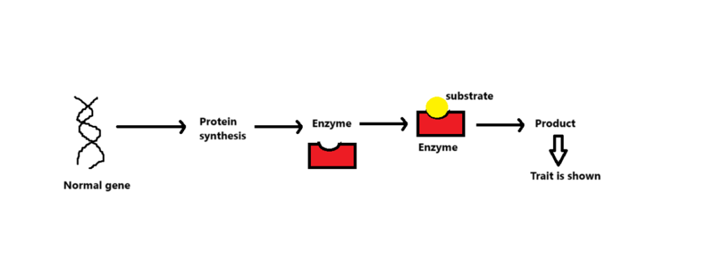 dominant and recessive