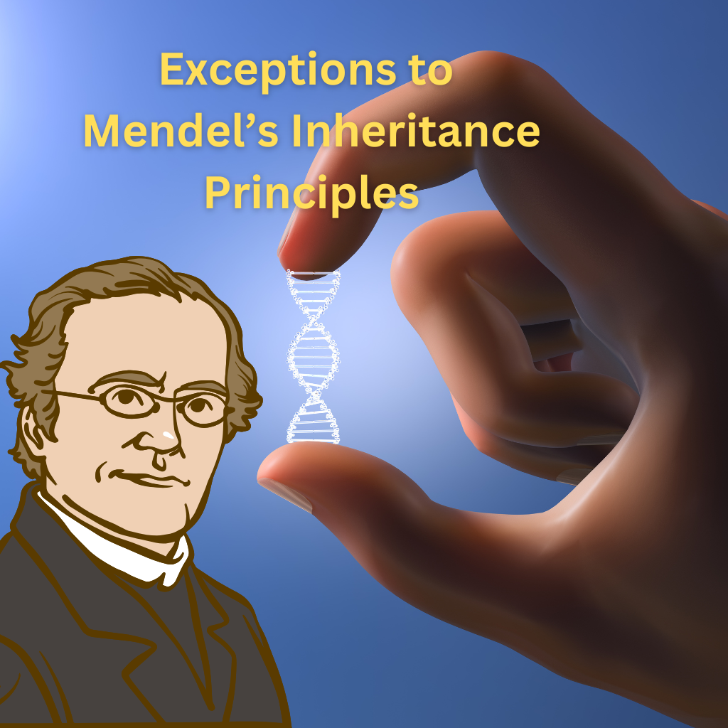 Mendelian inheritance