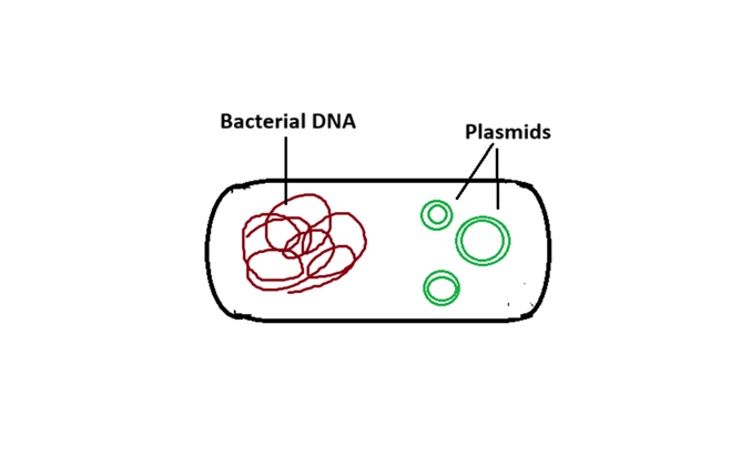 plasmids