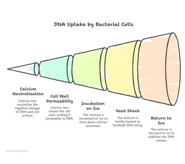 rDNA