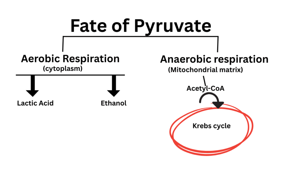 Fate of Pyruvate