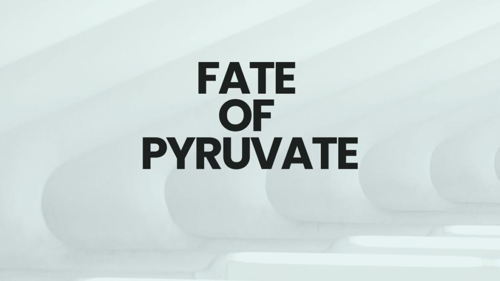 fate of pyruvate
