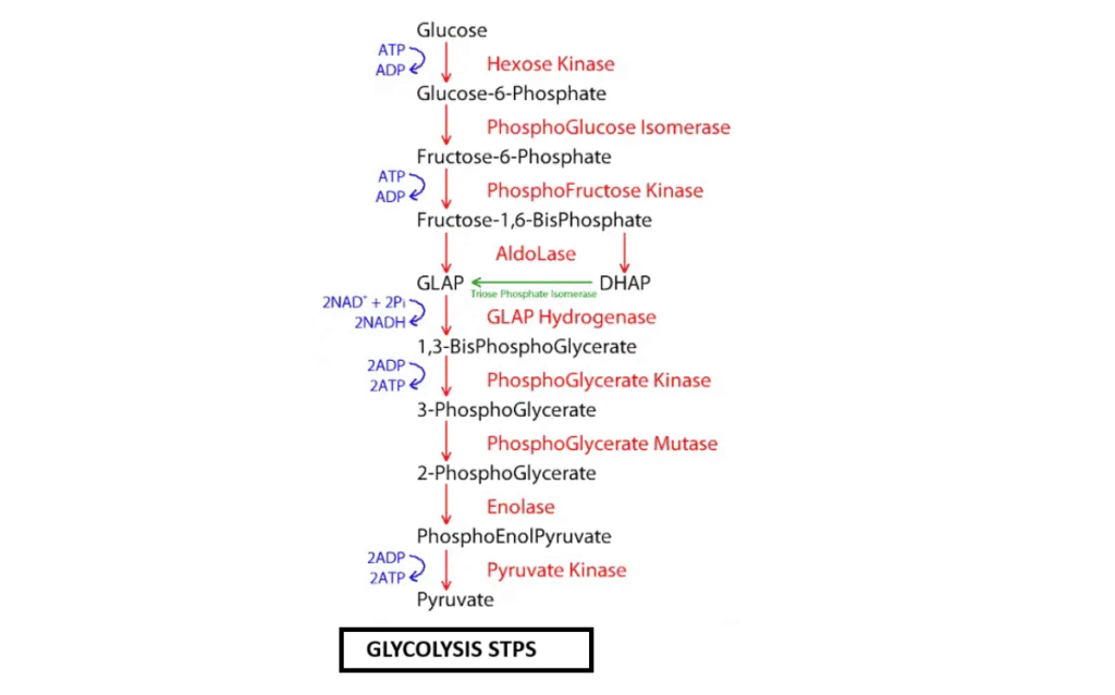 glycolysis