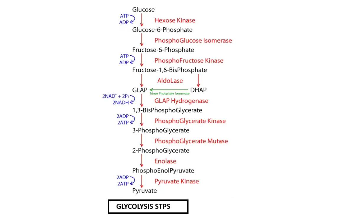 Glycolysis: The Ten-Step Pathway to Cellular Energy - Competitors Point