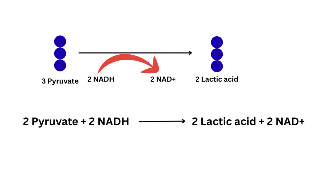 lactic acid fermentation