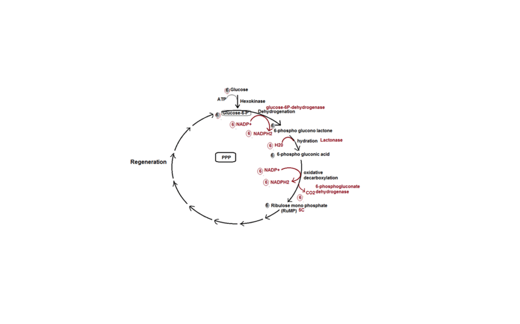 pentose phosphate pathway