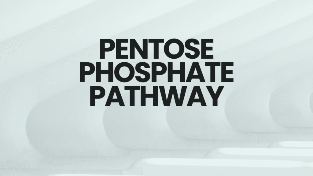 pentose phosphate pathway