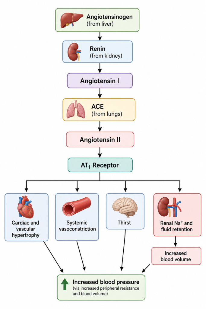 angiotensin
