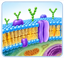 cell membrane