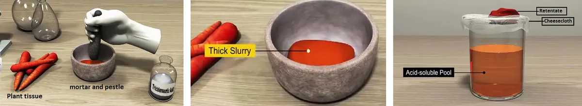 Biomolecules analysis steps: plant tissue ground with trichloroacetic acid in a mortar and pestle, the thick slurry, and filtering through cheesecloth into an acid-soluble pool with the retentate on top