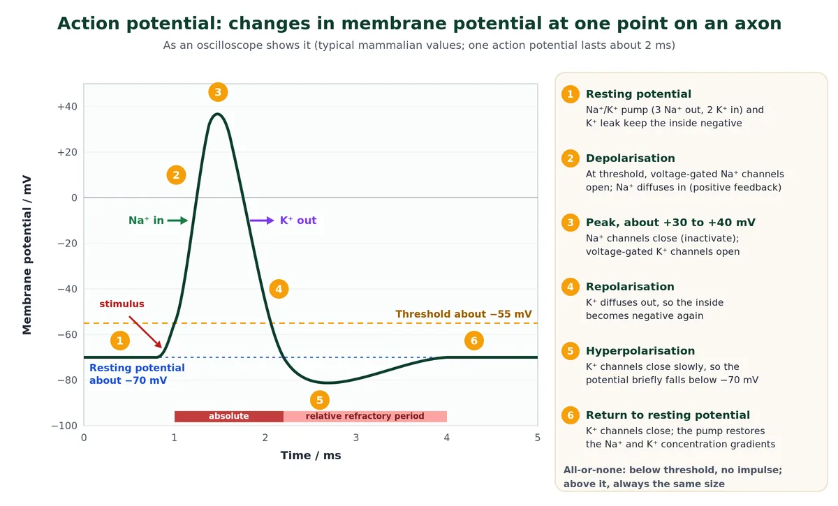 Action potential graph in the nervous system: resting potential at -70 mV, threshold at -55 mV, depolarisation as Na+ enters, peak near +40 mV, repolarisation as K+ leaves, hyperpolarisation and the refractory period