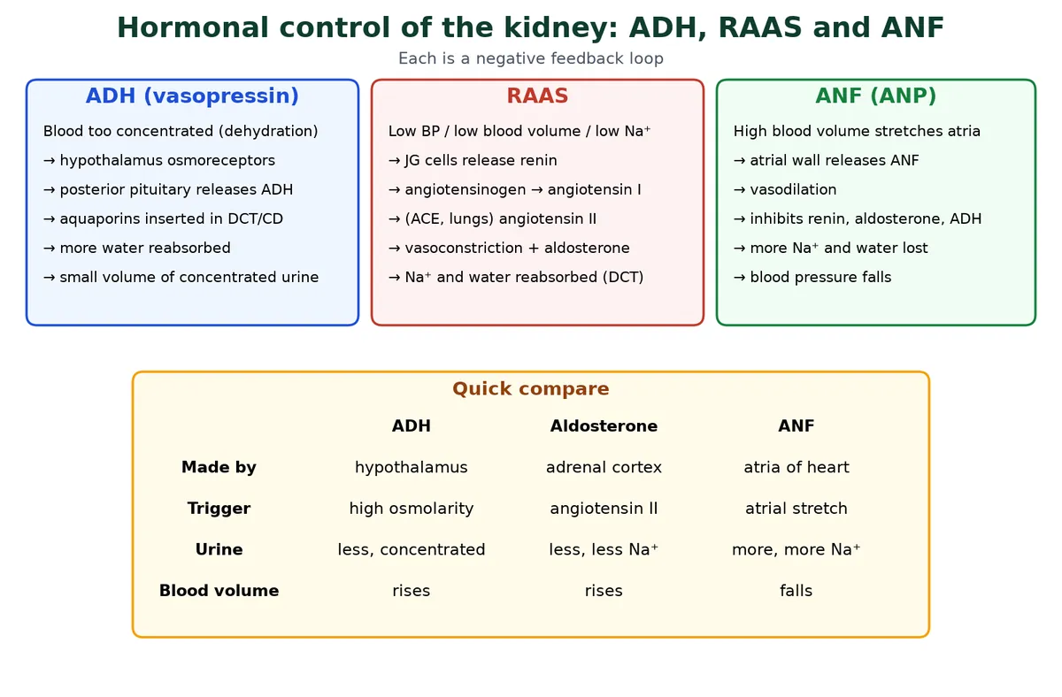 Hormonal control of the kidney: ADH from the posterior pituitary inserts aquaporins in response to concentrated blood, the renin-angiotensin-aldosterone system raises sodium and water reabsorption and blood pressure when blood pressure is low, and ANF from the atria causes vasodilation and sodium loss when blood volume is high, with a comparison table