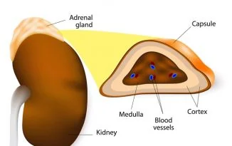 Adrenal gland on top of the kidney, cut open to show the outer cortex, inner medulla and blood vessels