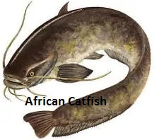 African catfish Clarias gariepinus, an invasive alien species in India