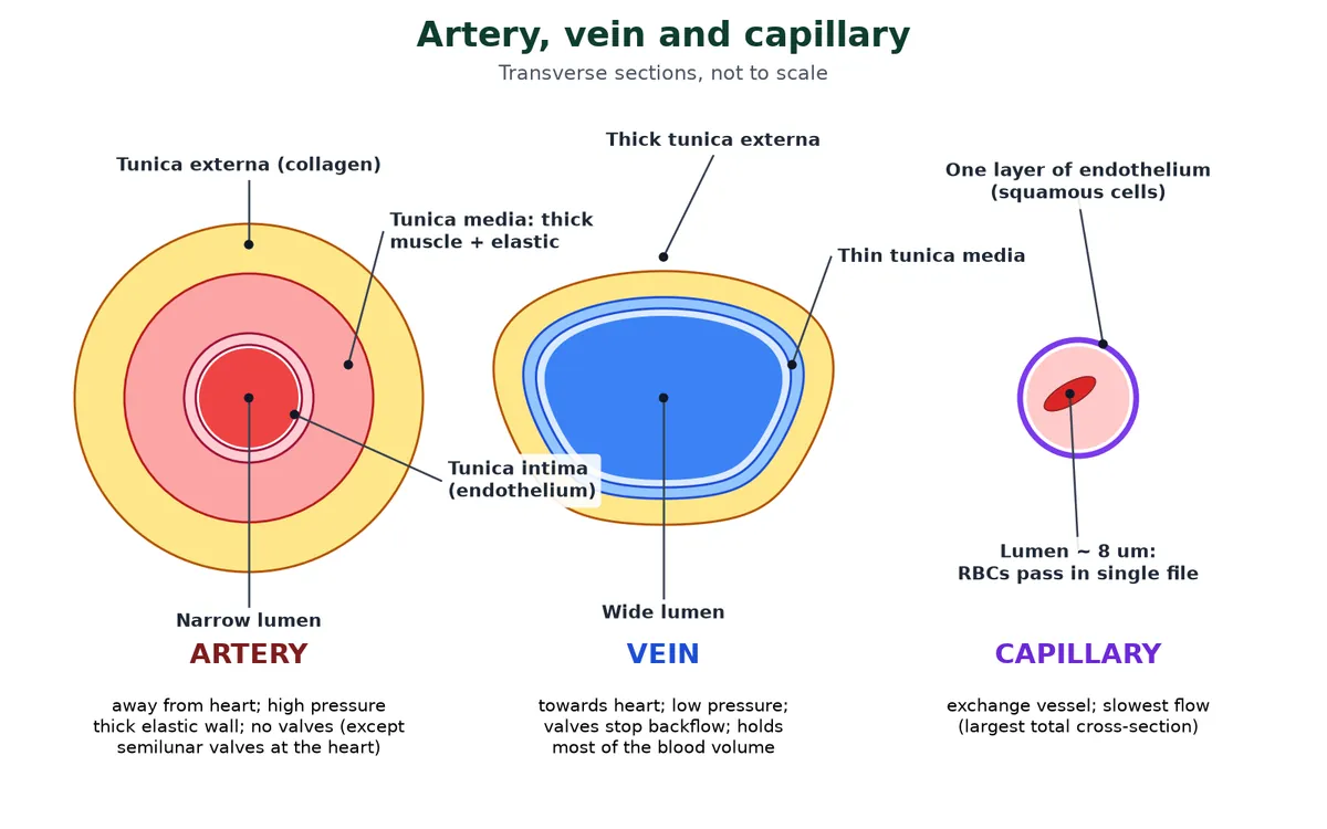 Transverse sections of an artery, a vein and a capillary: the artery with a thick tunica media and narrow lumen, the vein with a thin media and wide lumen, and the capillary made of one layer of endothelium