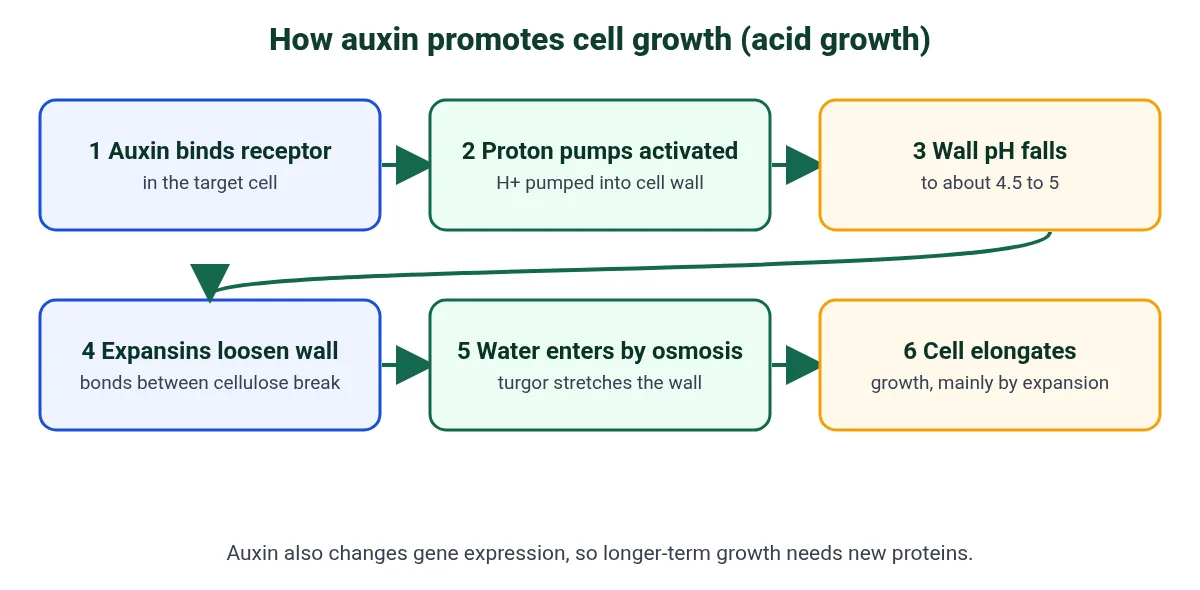 Acid growth mechanism for IB Biology: auxin activates proton pumps, H+ ions acidify the cell wall, expansins loosen cellulose, water enters by osmosis and the cell elongates