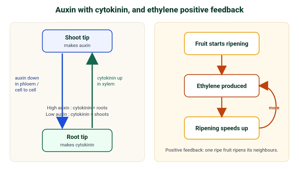 Auxin and cytokinin interactions and ethylene positive feedback in IB Biology: auxin from the shoot tip, cytokinin from the root tip, auxin to cytokinin ratio, and ethylene speeding fruit ripening