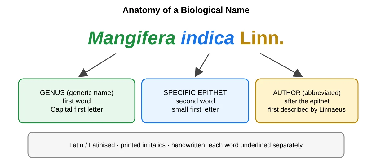 Parts of the name Mangifera indica Linn.