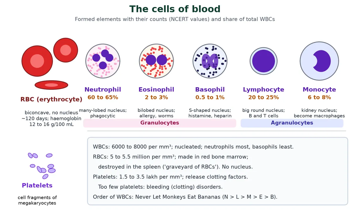Blood cells diagram: biconcave red blood cells, five white blood cells (neutrophil, eosinophil, basophil, lymphocyte and monocyte) with their percentages, and platelets as megakaryocyte fragments