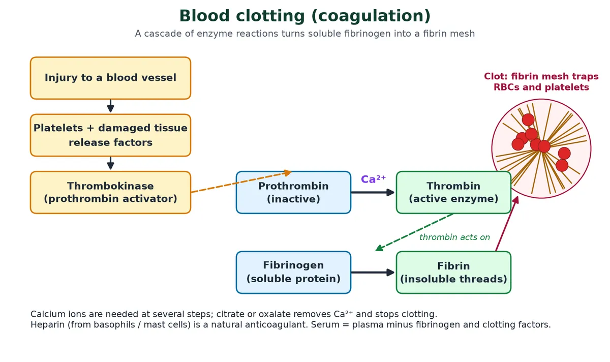 Blood clotting cascade flowchart: injury makes platelets and damaged tissue release factors, thrombokinase converts prothrombin to thrombin with calcium ions, thrombin converts soluble fibrinogen into insoluble fibrin threads that trap red cells in a clot