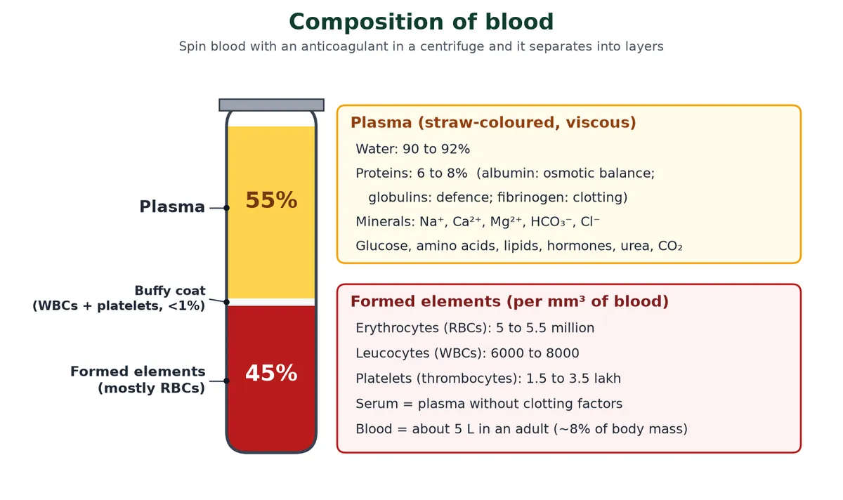 Composition of blood in a centrifuge tube: straw-coloured plasma about 55 percent, a thin buffy coat of white blood cells and platelets, and red blood cells about 45 percent, with the contents of plasma and counts of formed elements