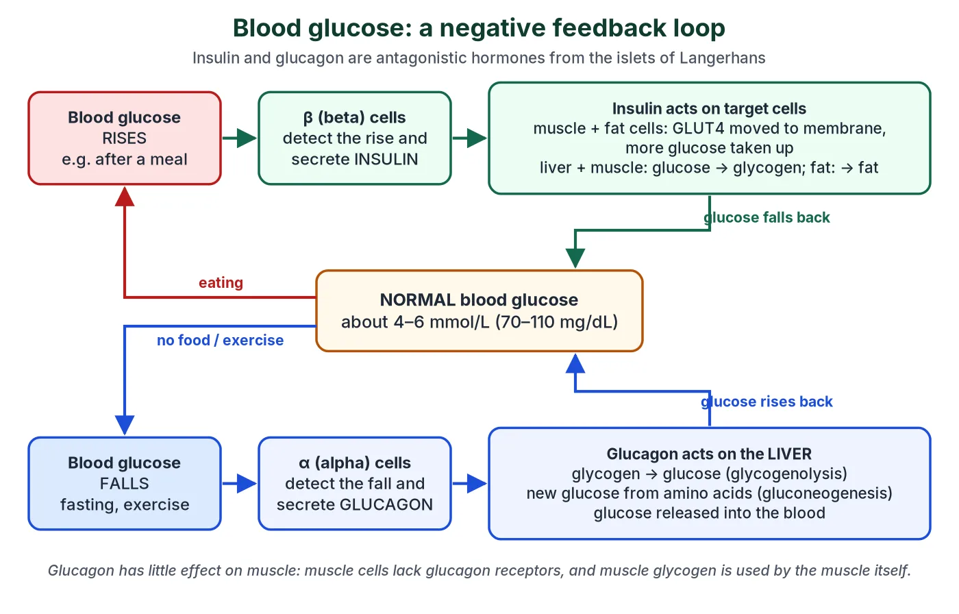 Flow diagram of blood glucose control: a rise after a meal is detected by beta cells which secrete insulin, causing glucose uptake through GLUT4 and storage as glycogen; a fall is detected by alpha cells which secrete glucagon, causing the liver to break down glycogen and make new glucose