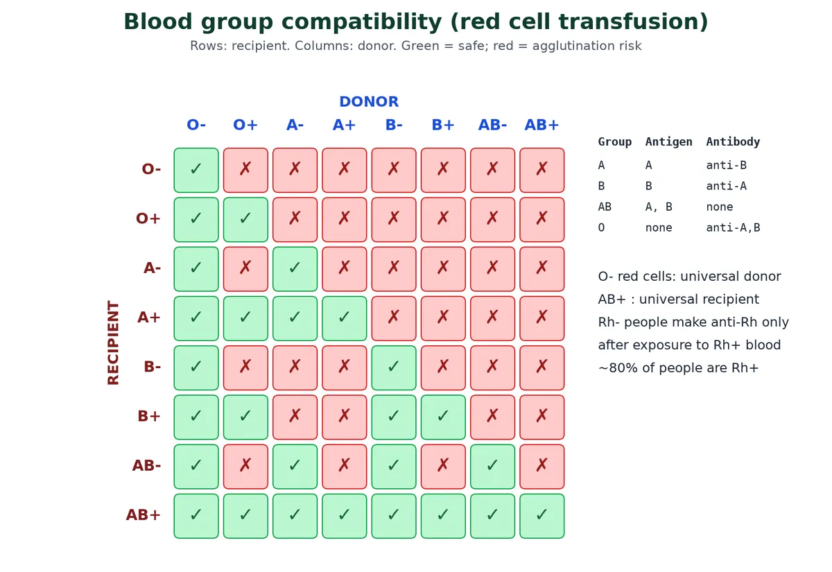 Blood group compatibility chart for red cell transfusion with recipients O negative to AB positive in rows and donors in columns, green ticks for safe and red crosses for agglutination risk, with antigens and antibodies of each ABO group