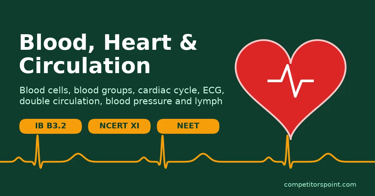 Blood heart and circulation title card with a heart, an ECG trace and IB B3.2, NCERT XI Chapter 15 and NEET labels