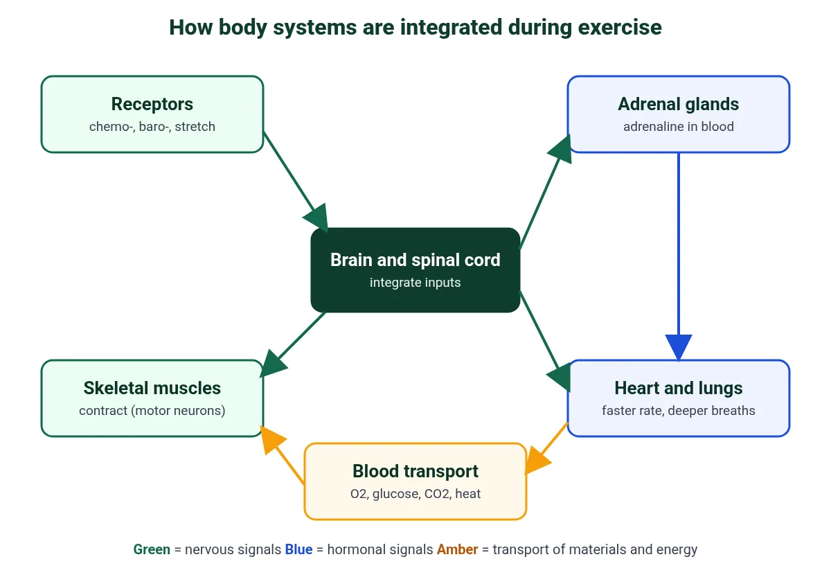 Integration of body systems during exercise for IB Biology: receptors, brain and spinal cord, skeletal muscles, adrenal glands, heart and lungs, and blood transport of oxygen, glucose, carbon dioxide and heat