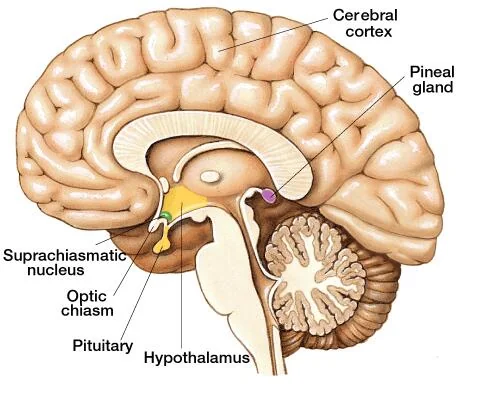 Sagittal section of the brain showing the cerebral cortex, pineal gland, suprachiasmatic nucleus, optic chiasma, hypothalamus and pituitary