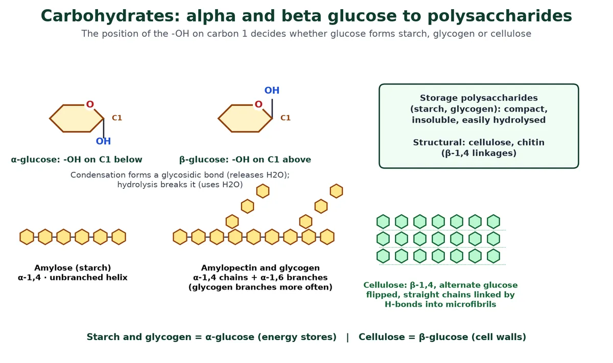 Carbohydrate biomolecules diagram comparing alpha glucose and beta glucose rings at carbon 1, and the polysaccharides amylose, branched amylopectin and glycogen, and straight cellulose chains linked by hydrogen bonds